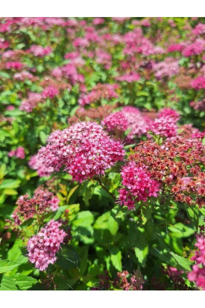 Спірея японська Ентоні Ватерер - 3л/вис.40-50см/Ø20-30см